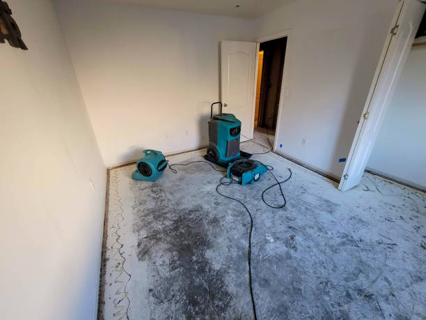 Best Mold removal after water damage  in Port Orange, FL