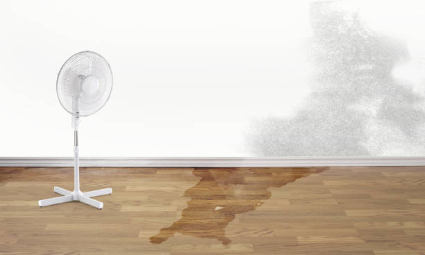 Best Flood damage cleanup  in Port Orange, FL